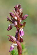 Image of Red Orchid