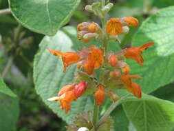 Image of Colquhounia coccinea Wall.