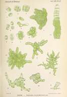 Imagem de Pseudopleurococcus J. W. Snow 1899