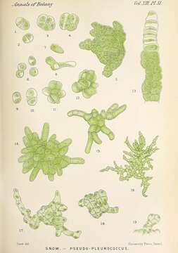 Image of Pseudopleurococcus J. W. Snow 1899