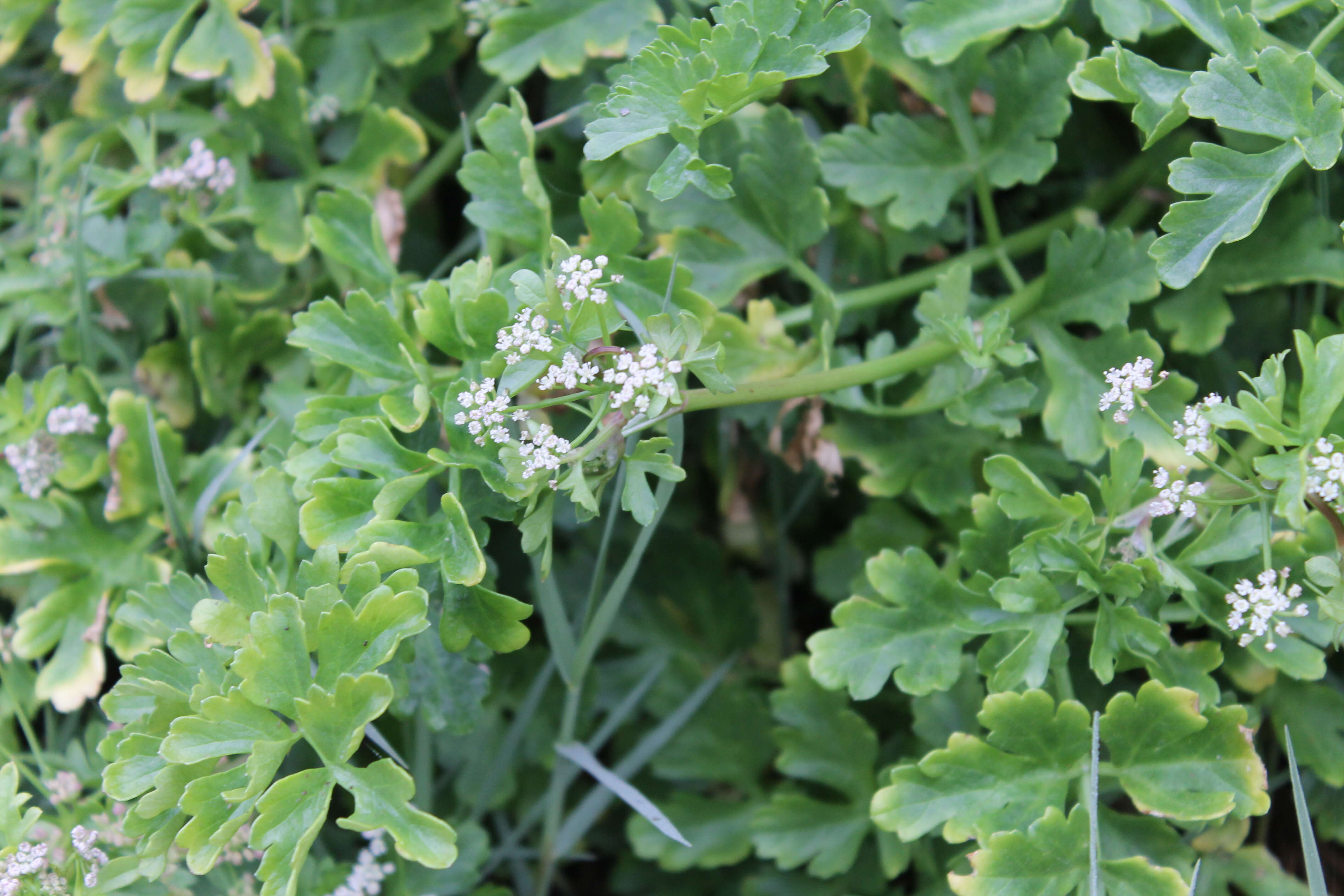 Image of prostrate marshwort