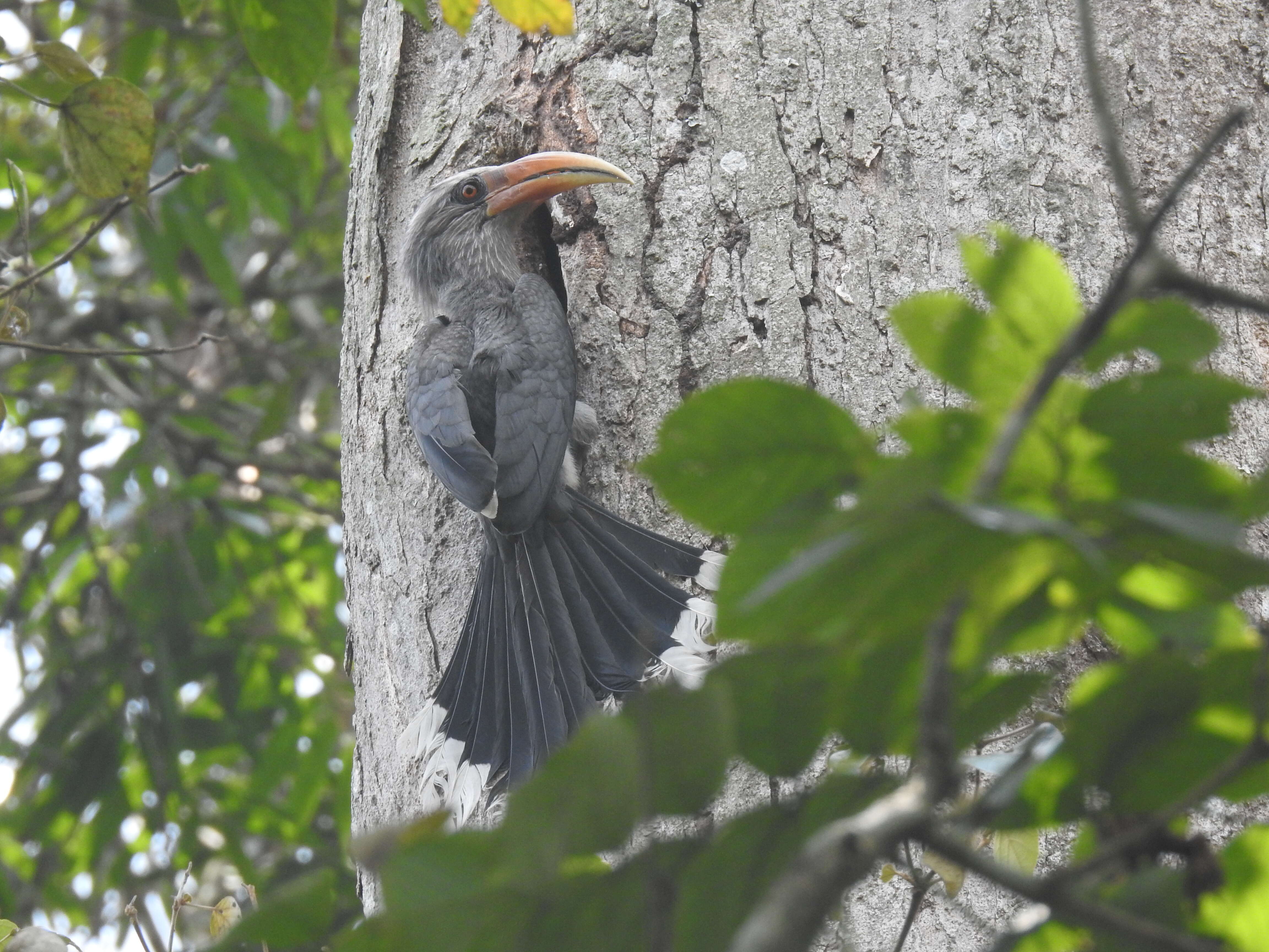 Image of Malabar Grey Hornbill