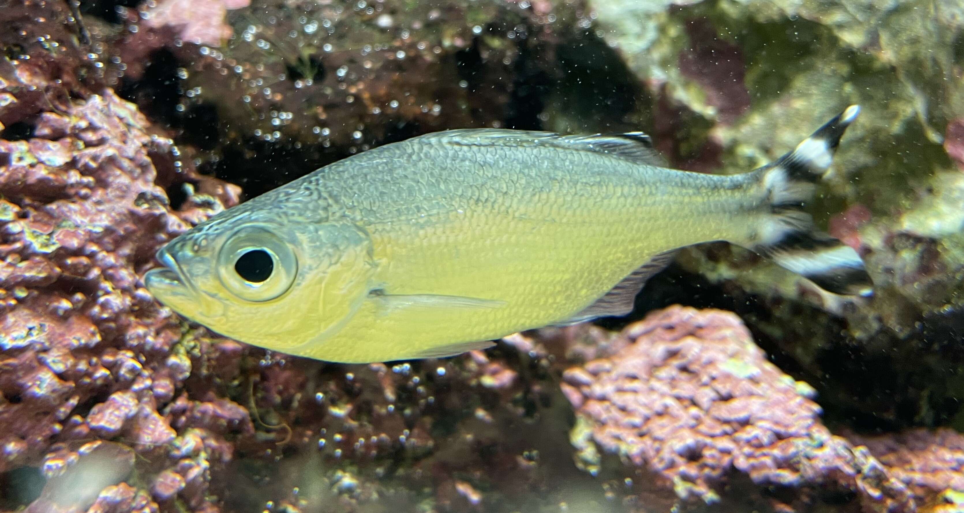 Image of Barred flagtail