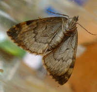 Image of common marbled carpet