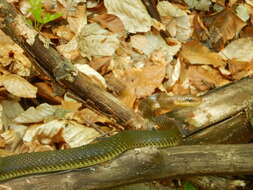 Image of Aesculapian Ratsnake