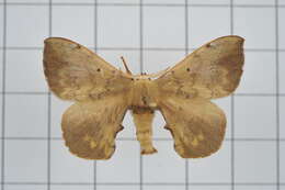 Image of Andraca olivacea Matsumura 1927