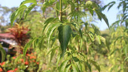 Image of Sambucus peruviana Kunth