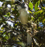 Image of Grey Apalis