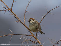 Image of Spanish Sparrow