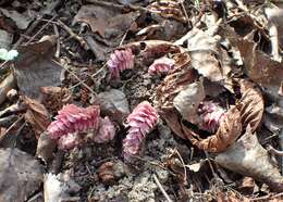 Image of common toothwort