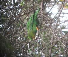 Image of Rufous-fronted Parakeet