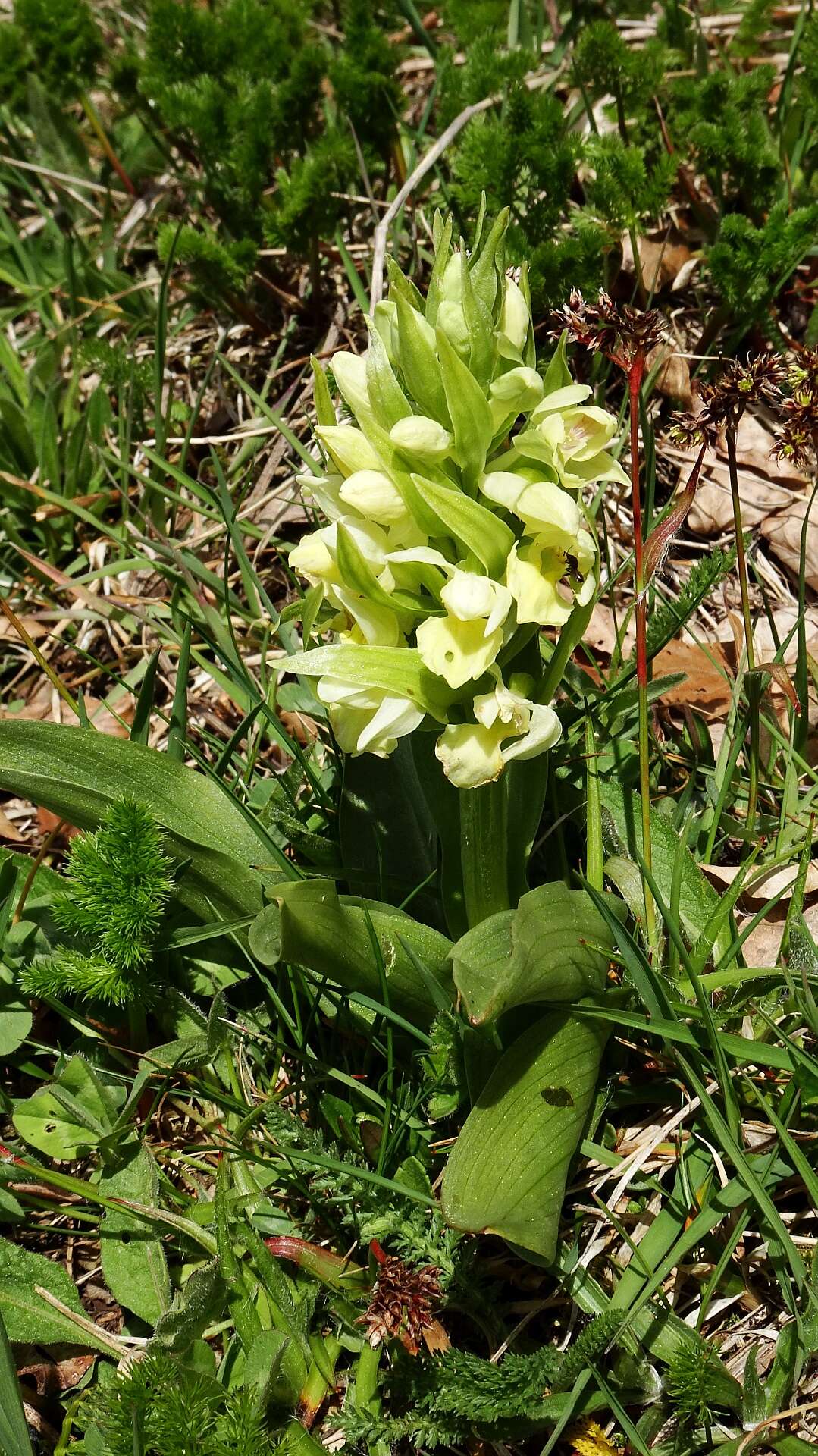 Image of Elder-flowered orchid