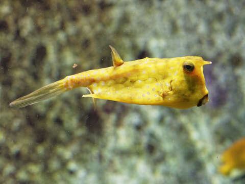 Image of Longhorn cowfish