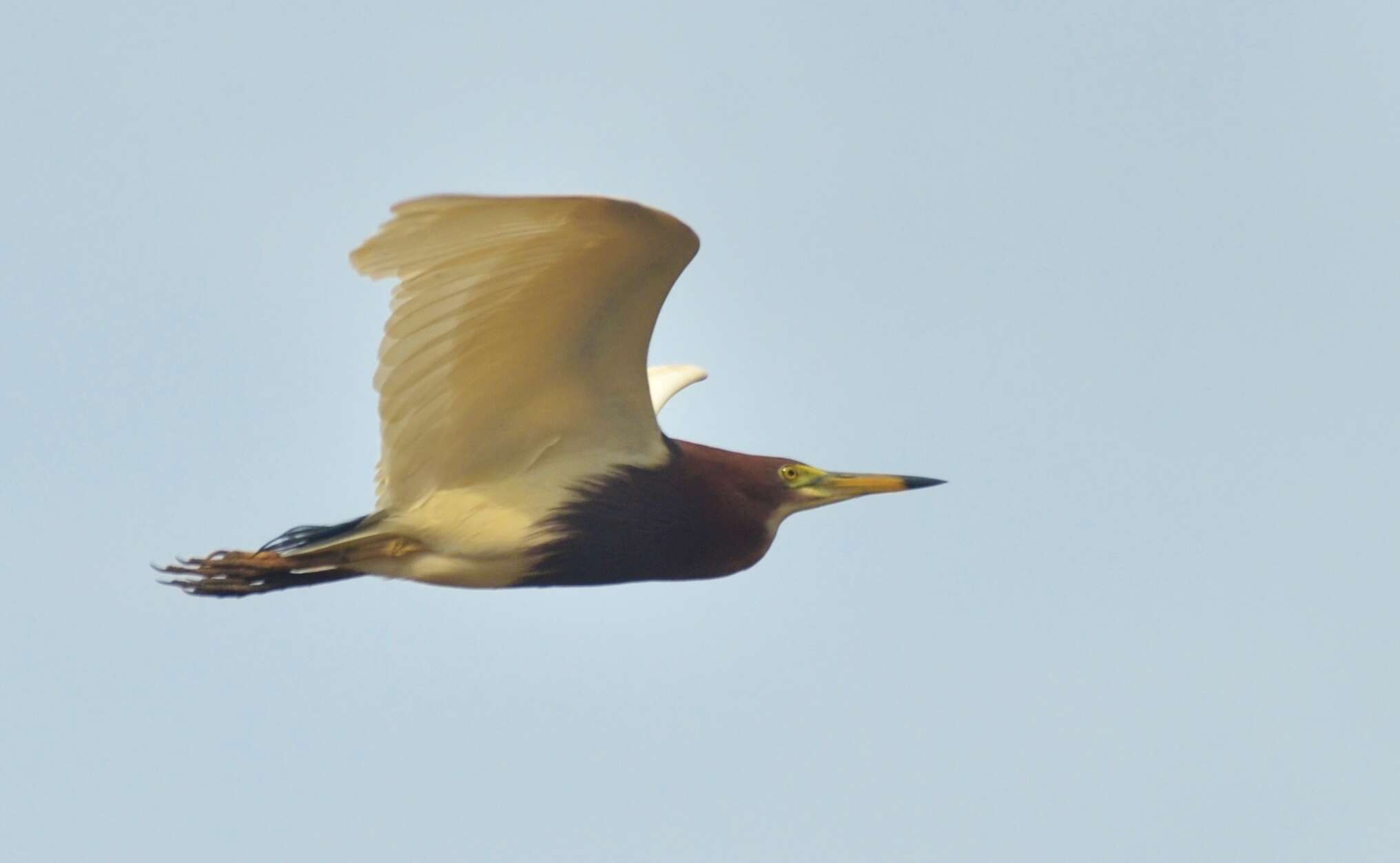 Image of Chinese Pond Heron