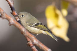 Image of goldcrests and kinglets