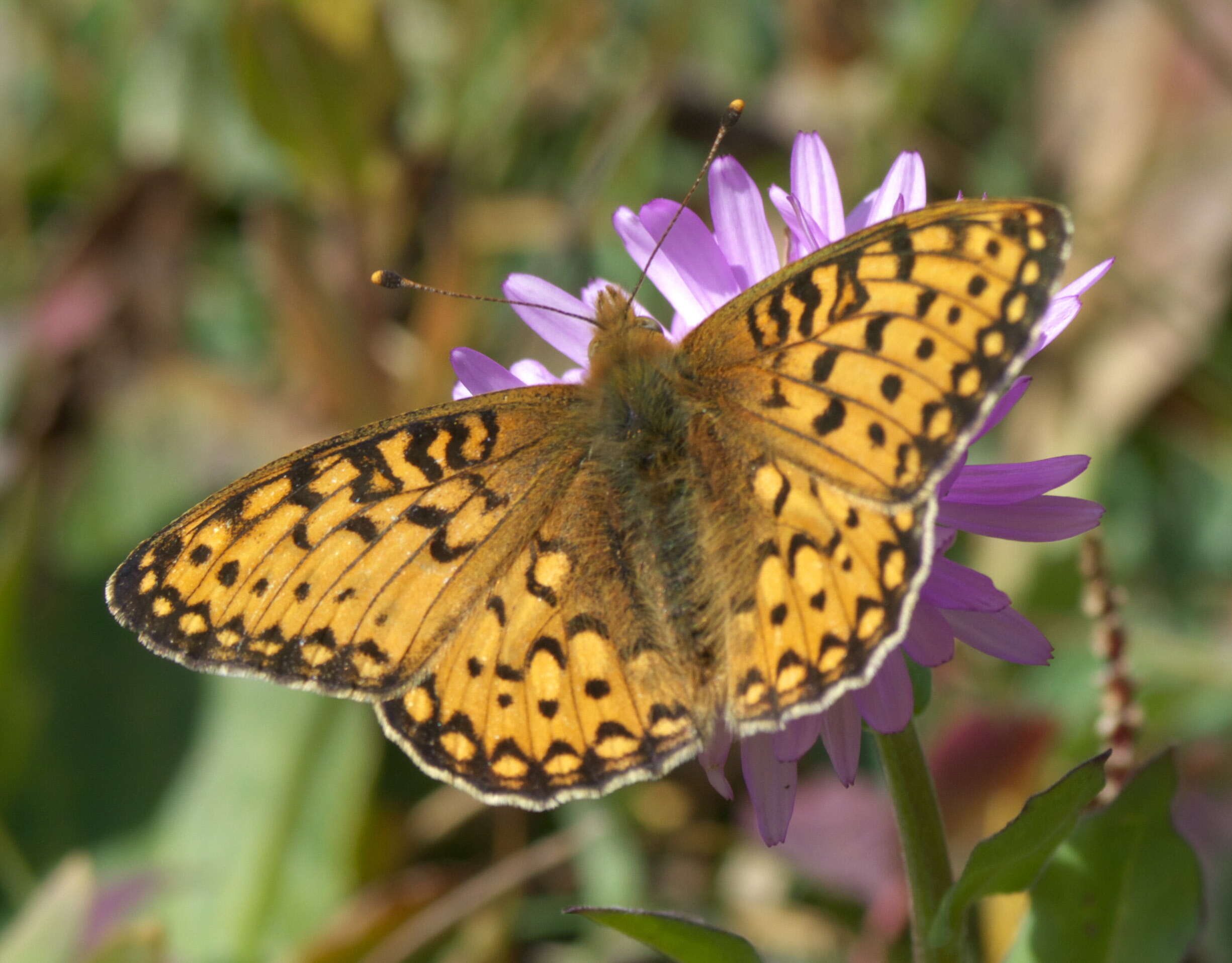 صورة Speyeria mormonia Boisduval 1869