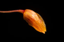 Image of Bulbophyllum catenulatum Kraenzl.