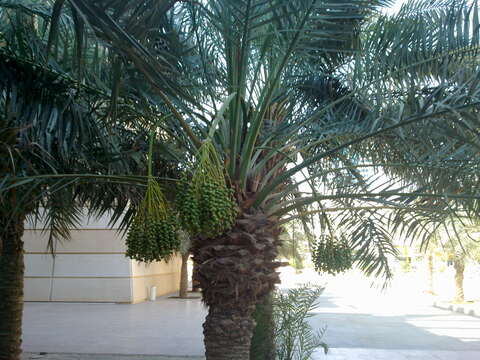 Image of date palm