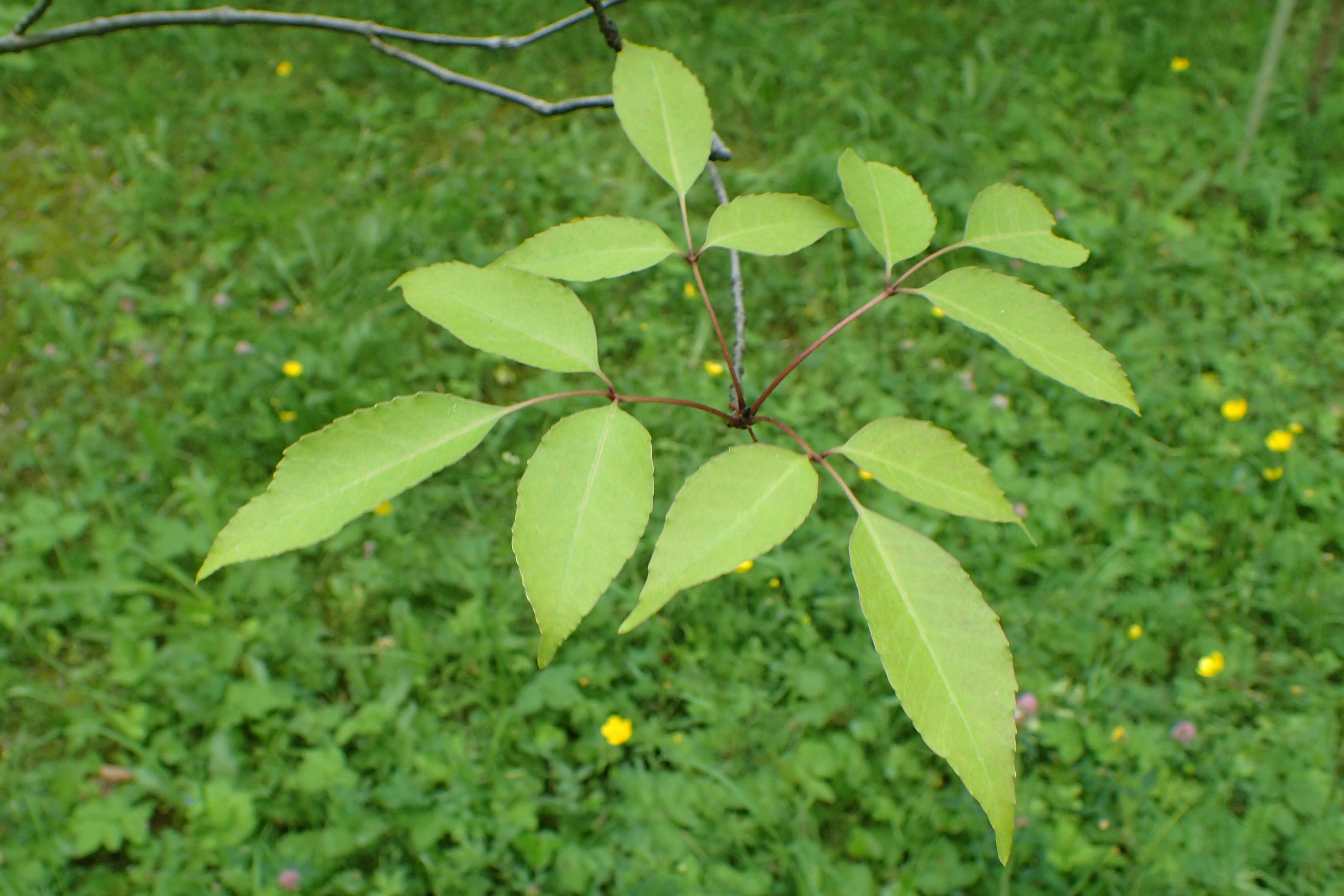 Image of Chinese ash