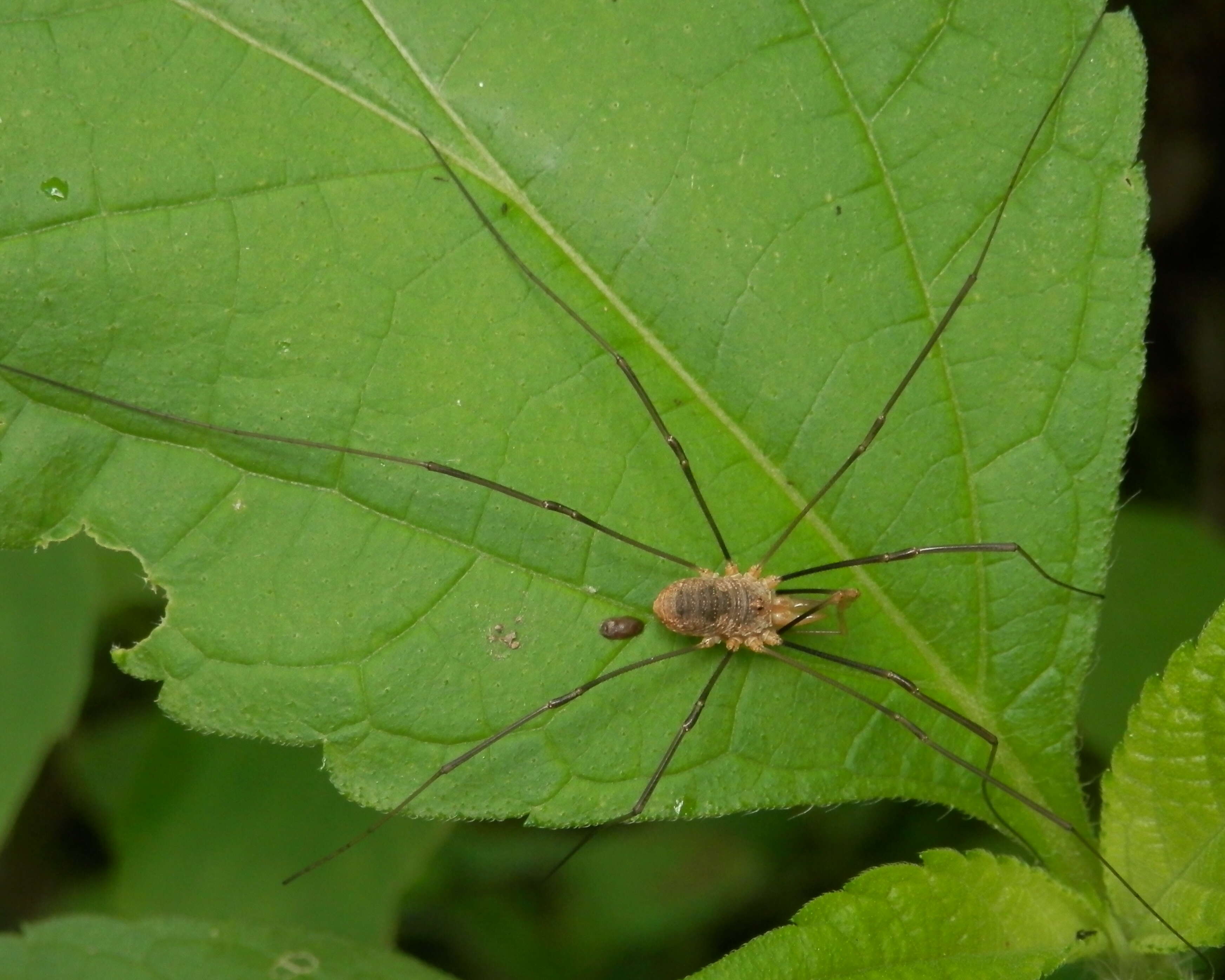 Image of Daddy longleg