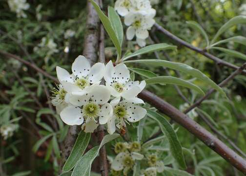 Image of Pyrus salicifolia Pall.