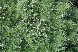 Image of Artemisia schmidtiana Maxim.