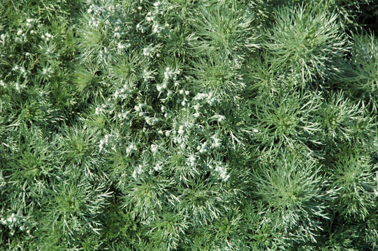 Image of Artemisia schmidtiana Maxim.