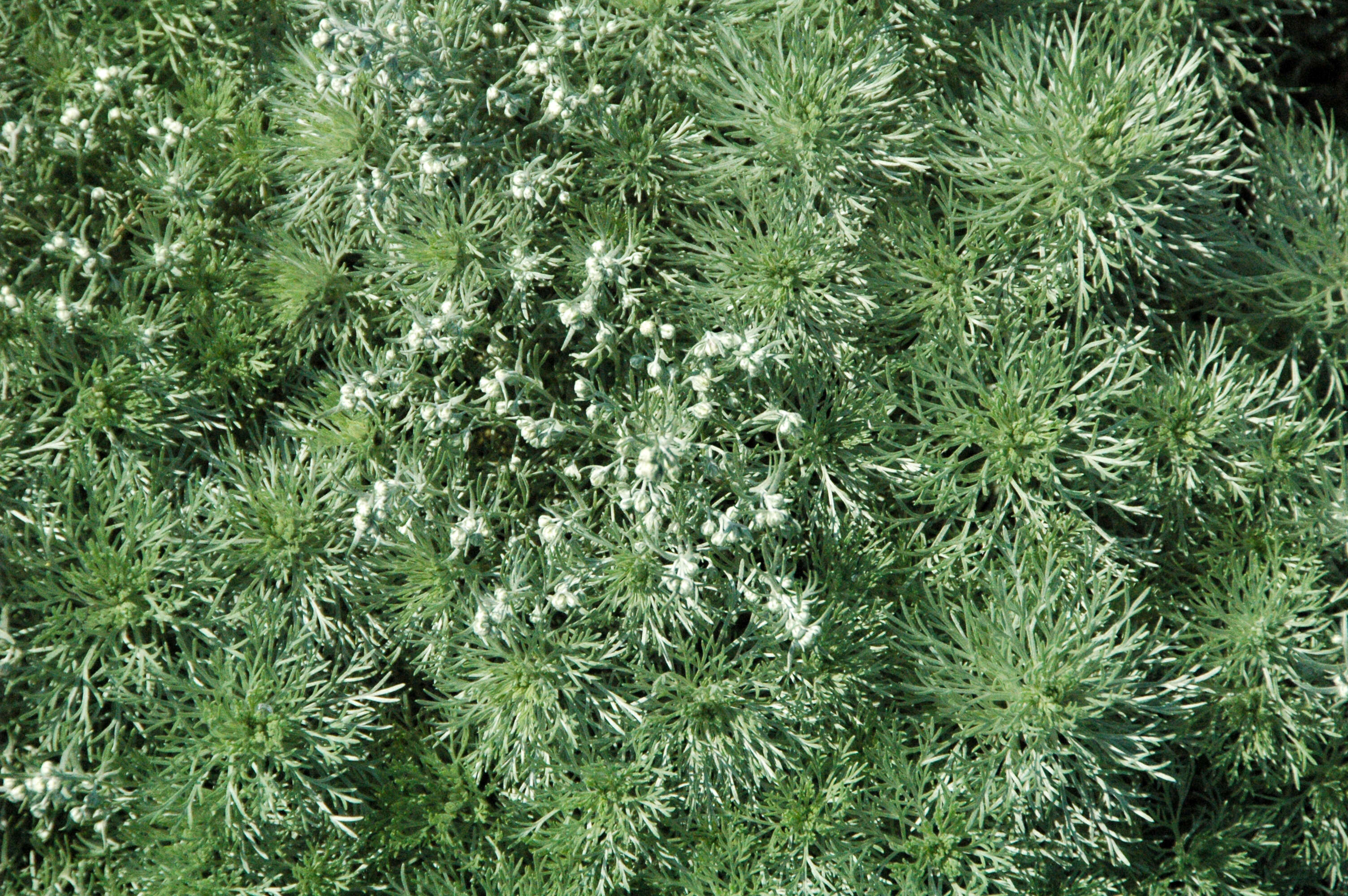 Image of Artemisia schmidtiana Maxim.