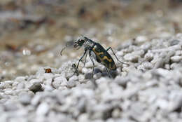 Image of Short-legged Tiger Beetle