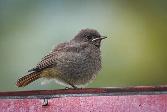 Image of Black Redstart