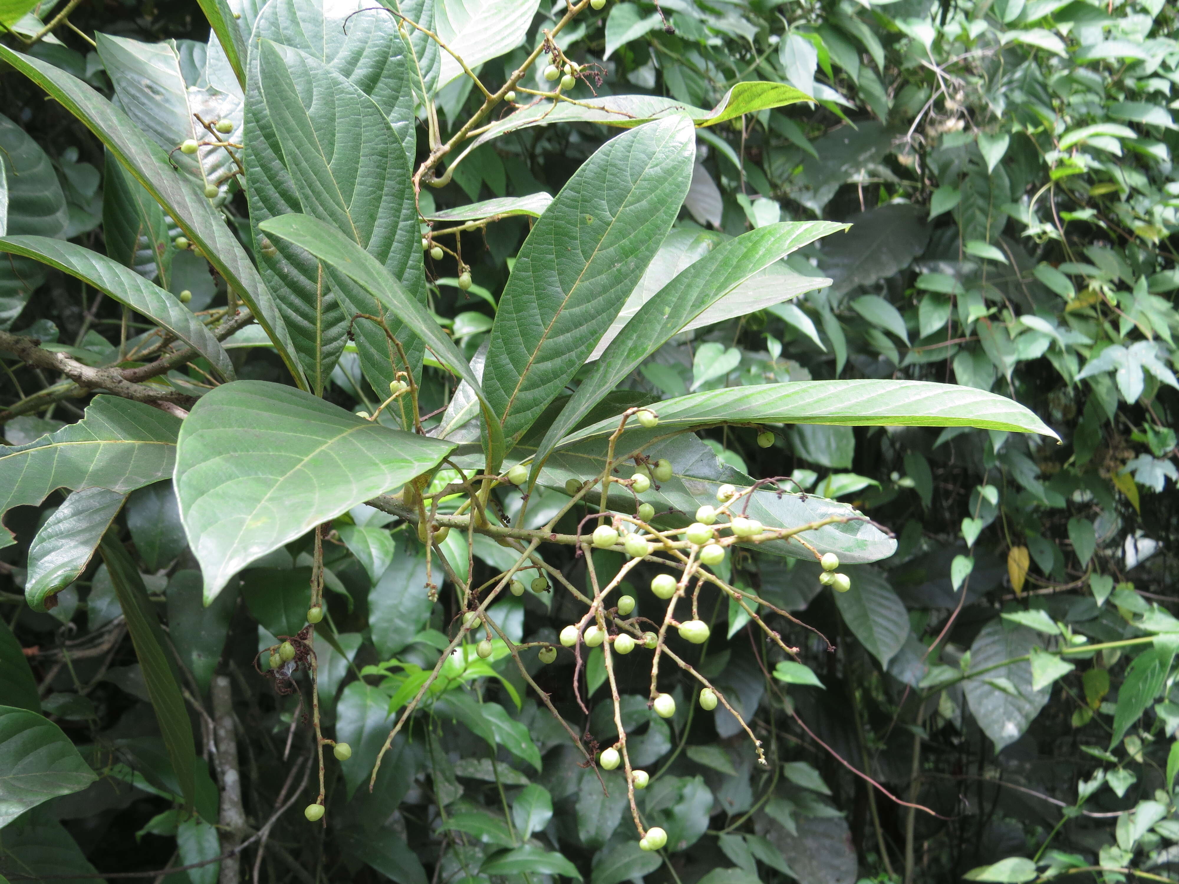 Image of Meliosma simplicifolia (Roxb.) Walp.