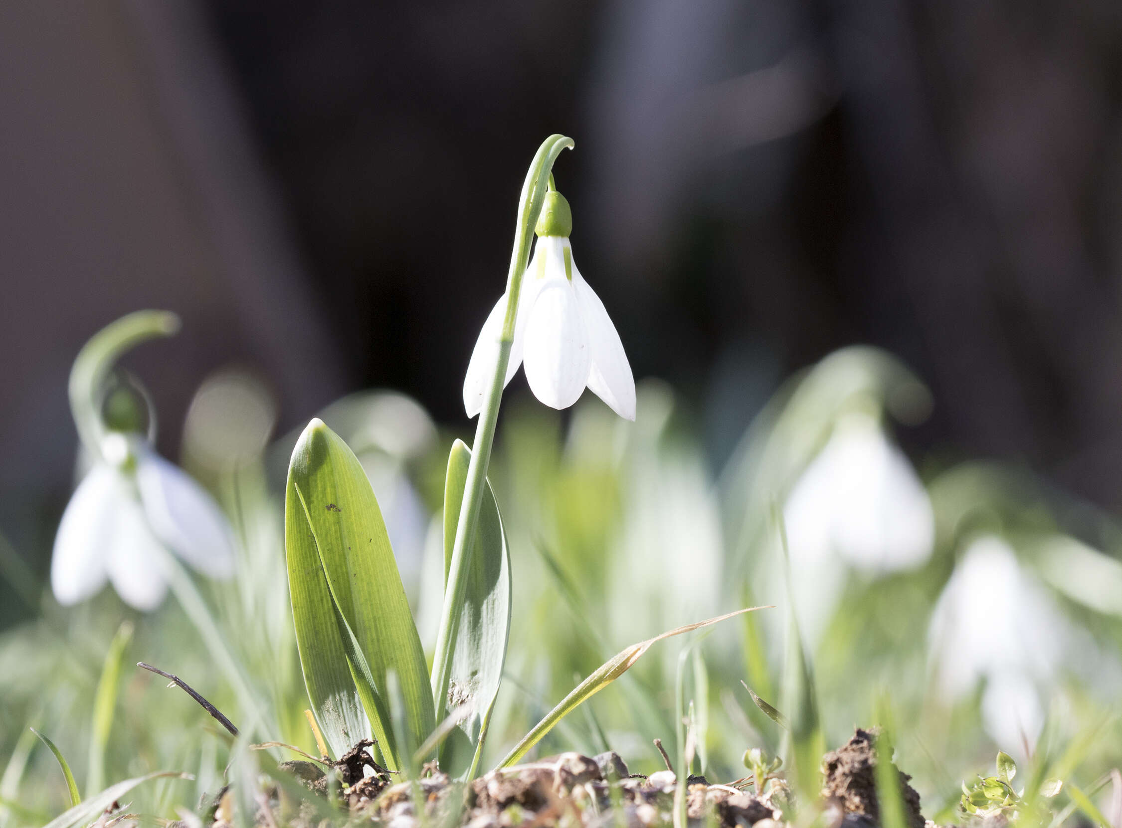 Image of giant snowdrop