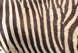 Image of Hartmann's Mountain Zebra