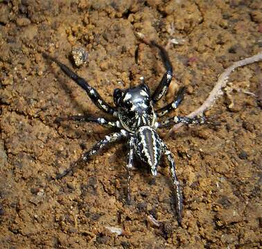 Image of jumping spiders