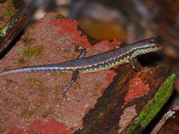 Image of blue-headed forest skink