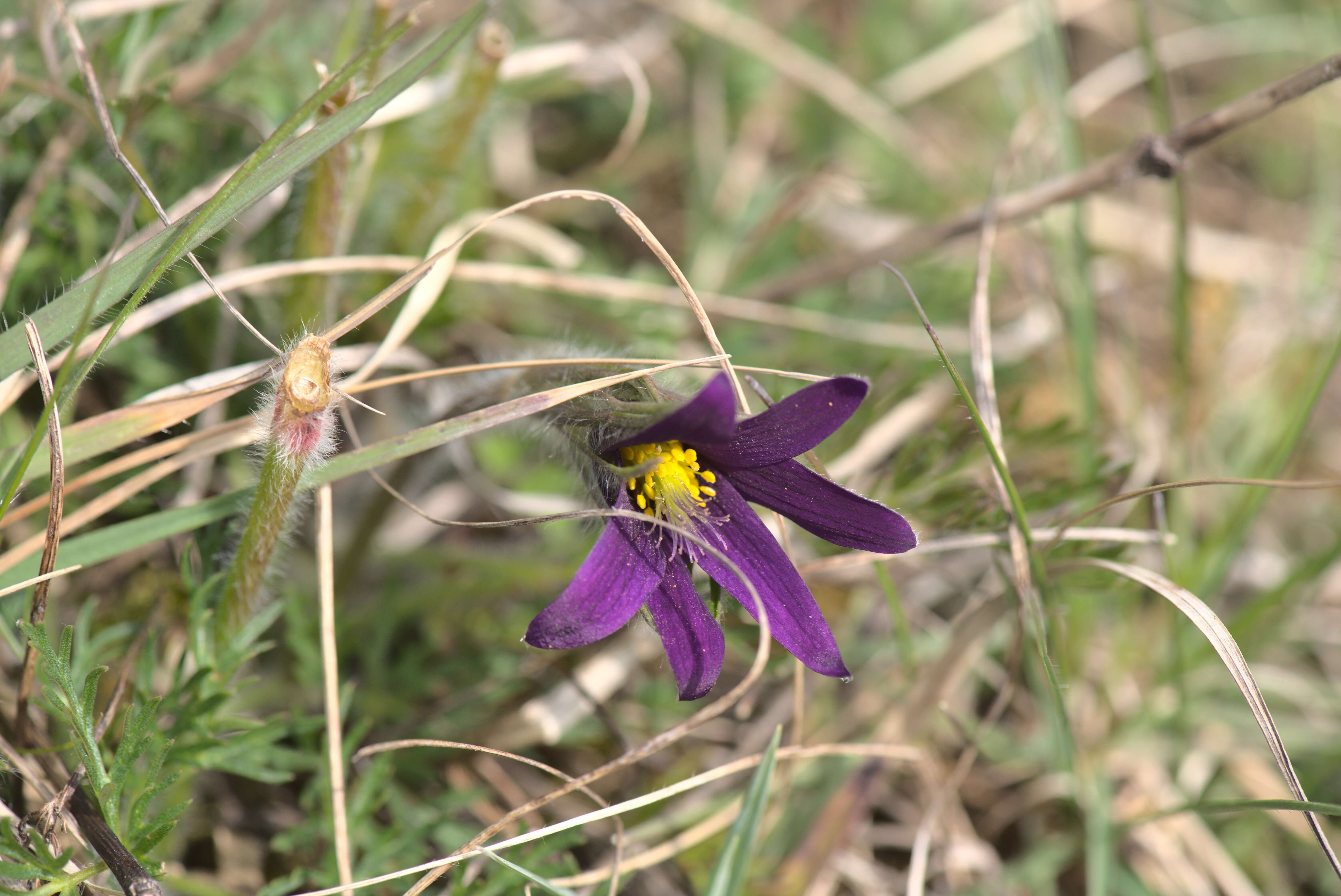 Imagem de Pulsatilla vulgaris Miller