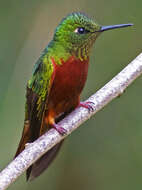 Image of Chestnut-breasted Coronet