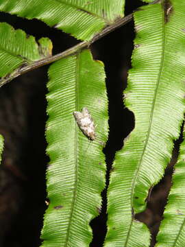 Image of Tingena clarkei