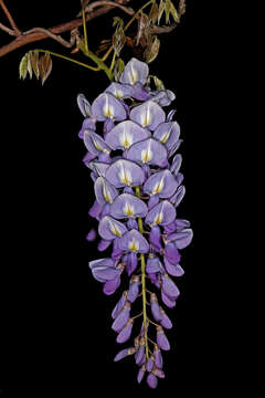 Image of Chinese wisteria