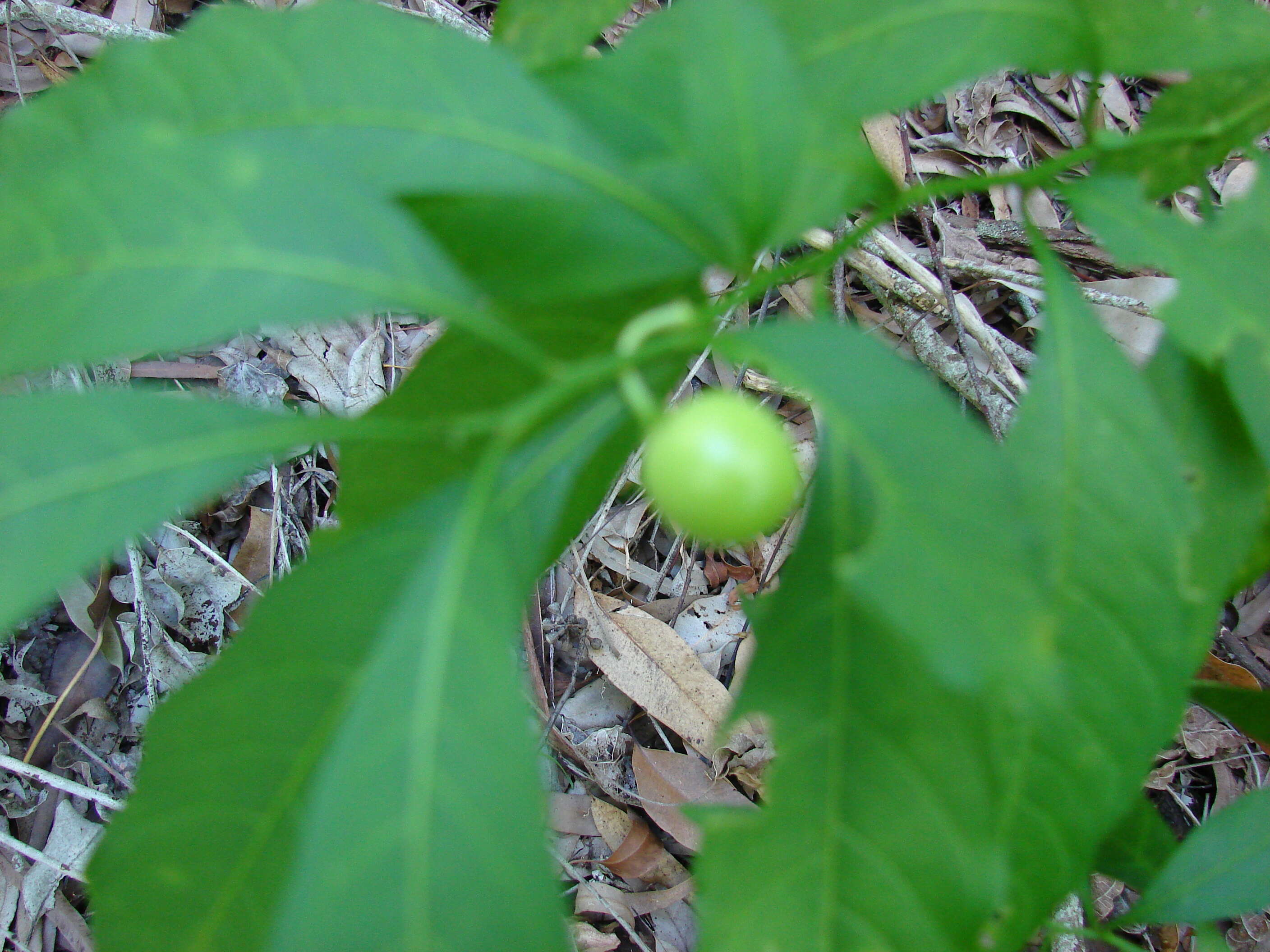 Image of Jerusalem Cherry