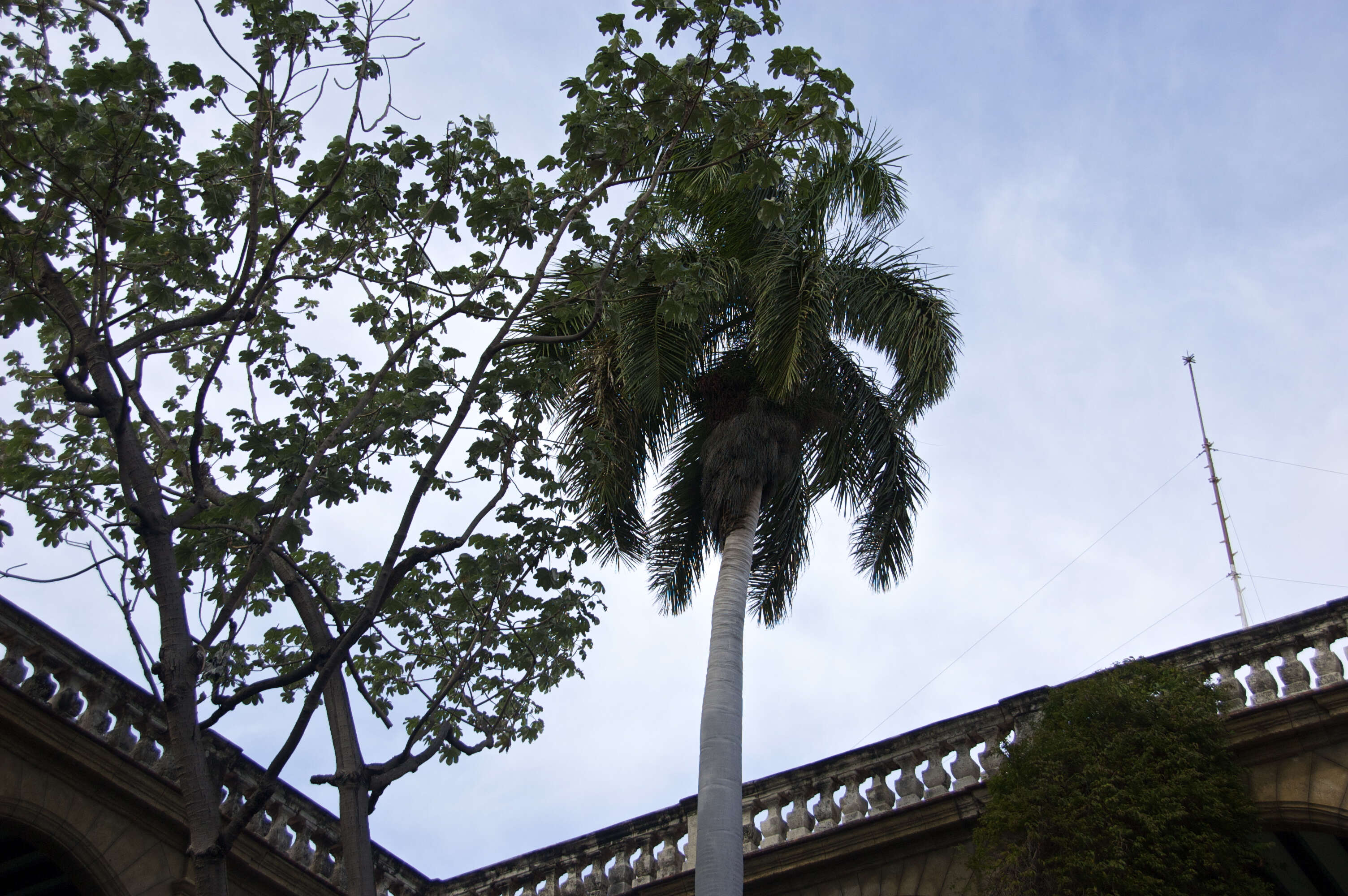 Image of Yagrumo Hembra, Trumpet-Tree