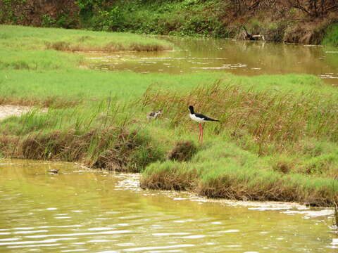 Image of Hawaiian stilt