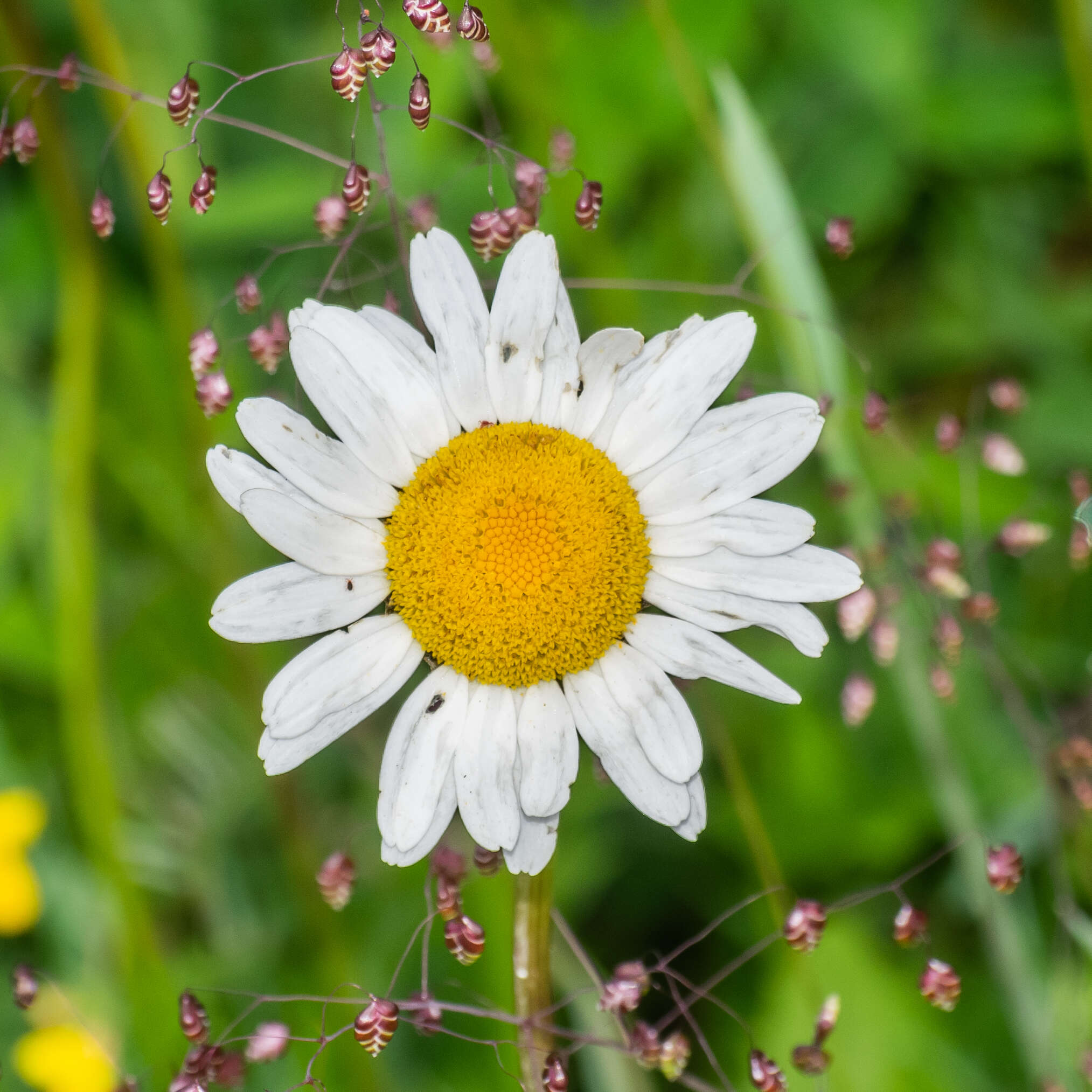 Image of Oxeye Daisy