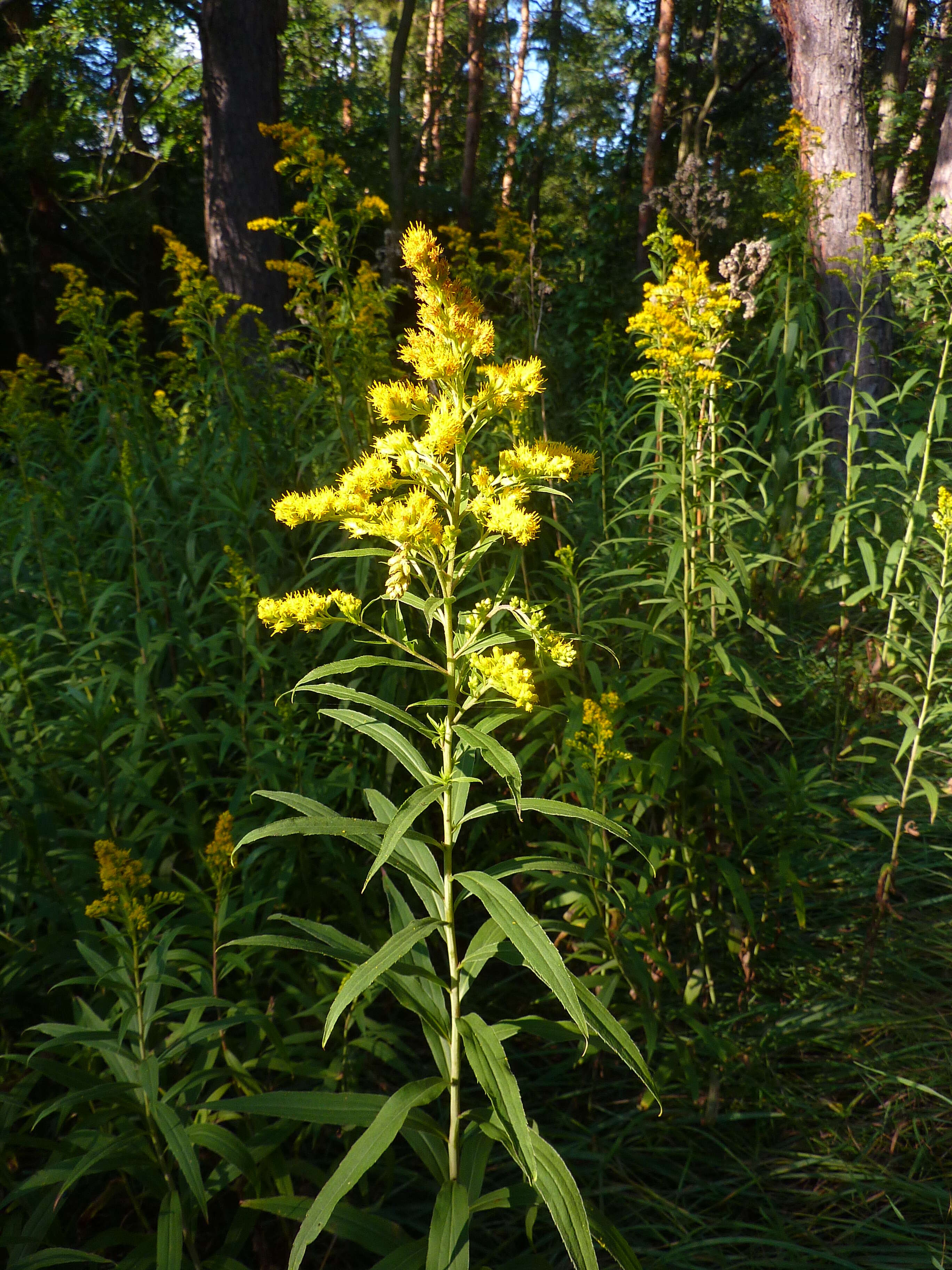 Imagem de Solidago gigantea Ait.