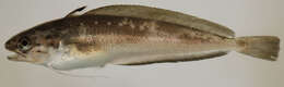 Image of Spotted Codling