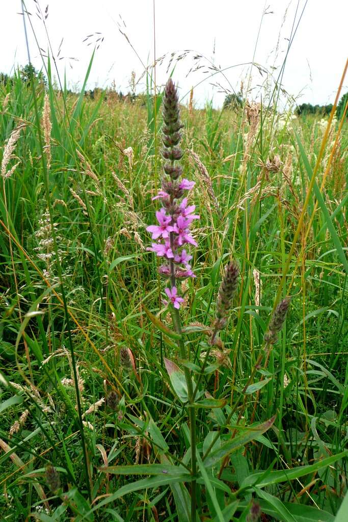 Image of Purple Loosestrife