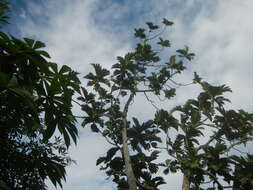 Image of Breadfruit Tree