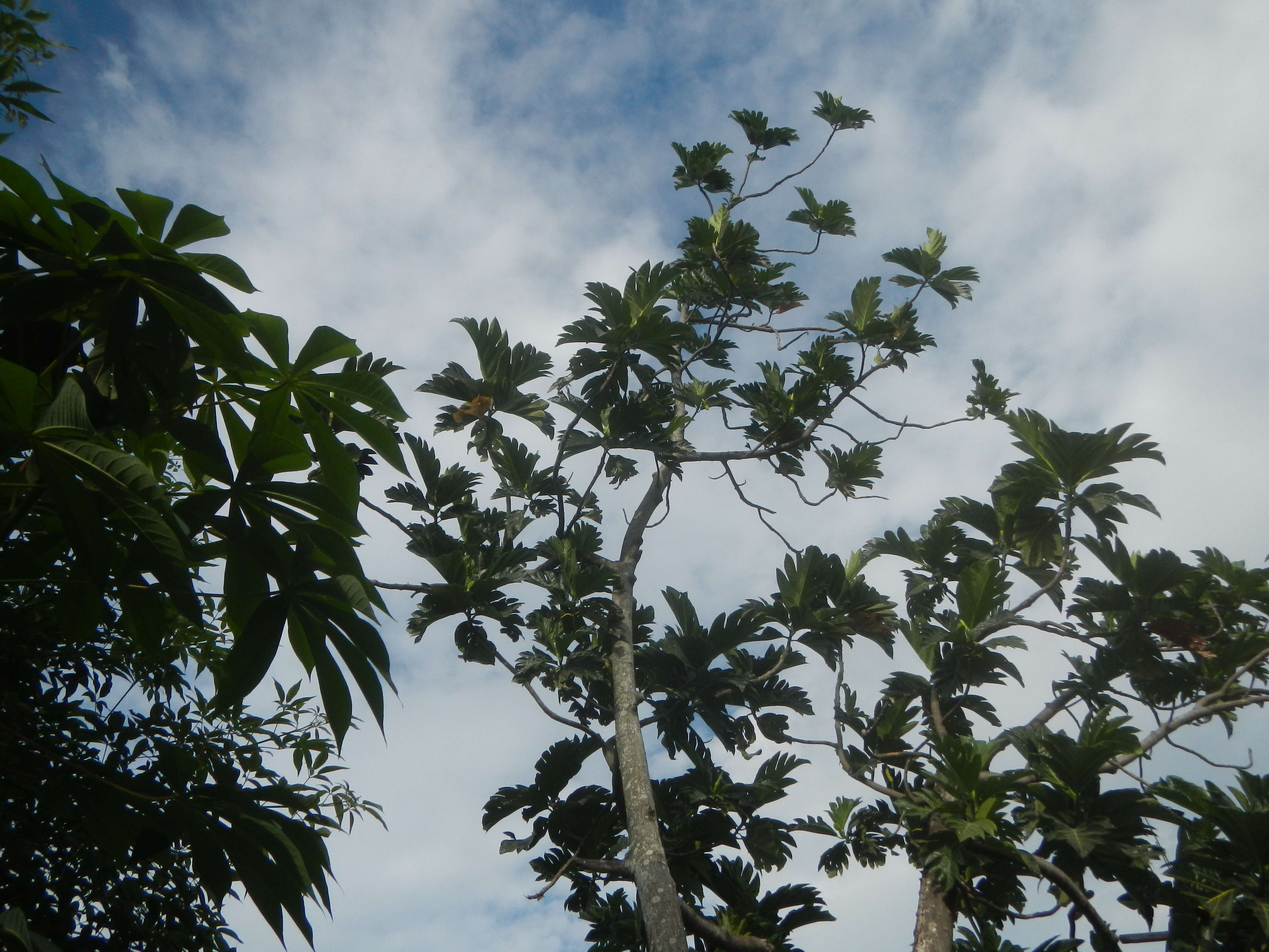 Image de Arbre à pain