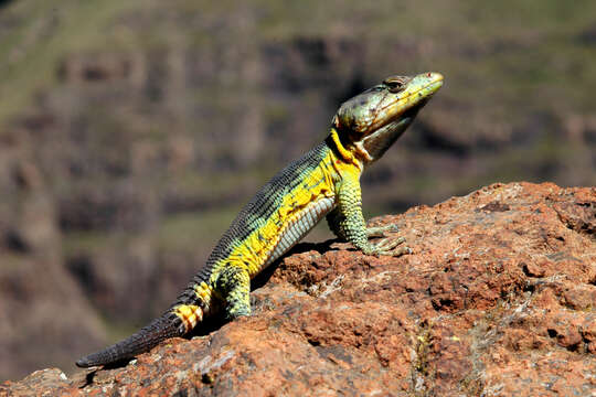 Image of Drakensberg Crag Lizard