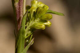 Image of Mt. Albert goldenrod